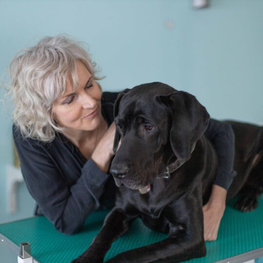 Hundesalon Schöne Bescherung