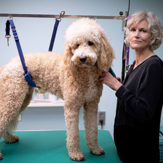 Hundesalon Schöne Bescherung