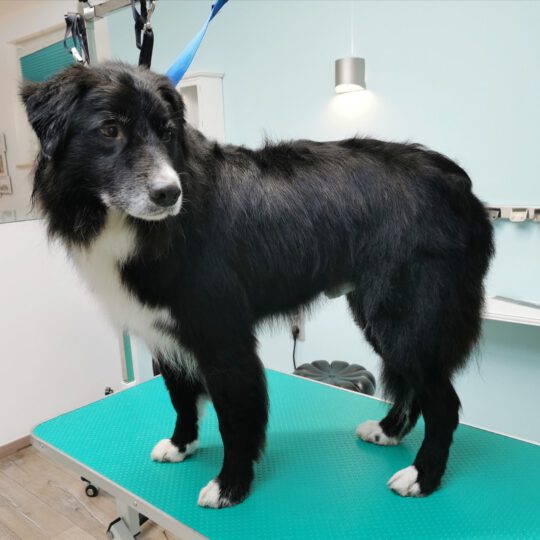 Hundesalon Schöne Bescherung