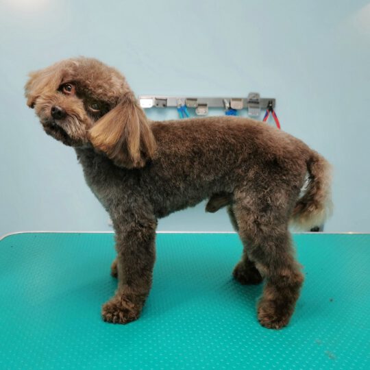 Hundesalon Schöne Bescherung