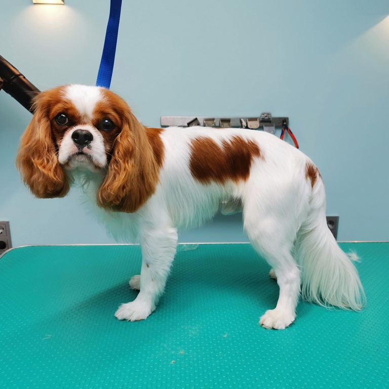 Hundesalon Schöne Bescherung